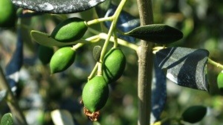 Maslinin moljac - suzbijanje generacije ploda