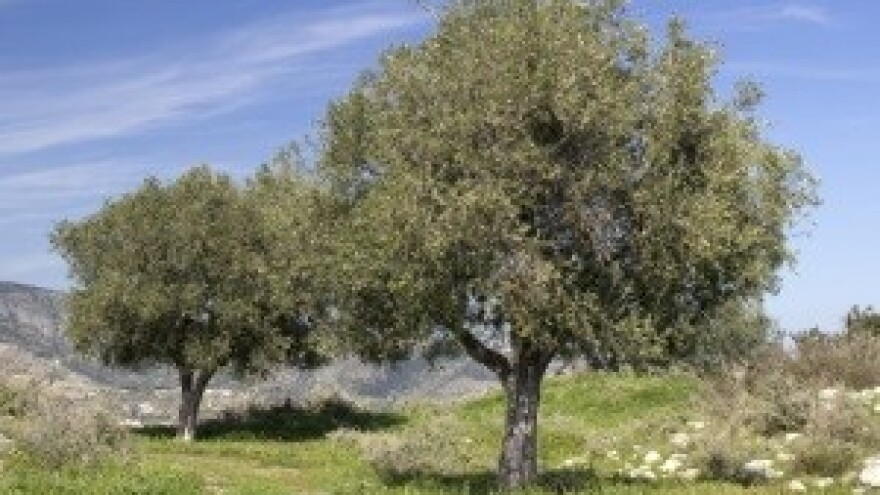 Svrdlaš i moljac pojavili se u maslinicima