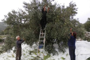 Nakon pigmentacije se količina ulja ne povećava
