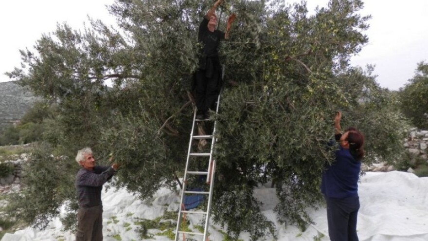 Nakon pigmentacije se količina ulja ne povećava