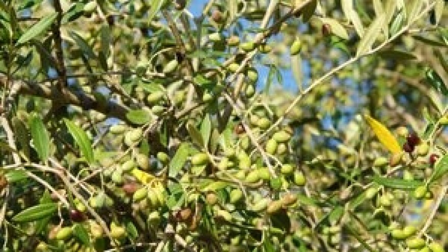 Mjere u zaštiti masline