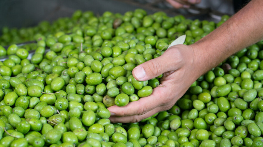 Projekt eko prerade masline jedinstven u svijetu