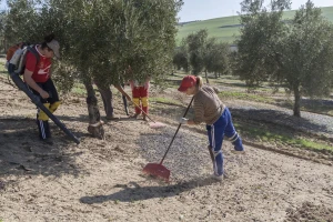 O dodjeli potpora za ekstenzivne maslinike