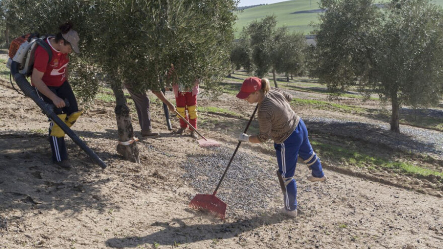O dodjeli potpora za ekstenzivne maslinike