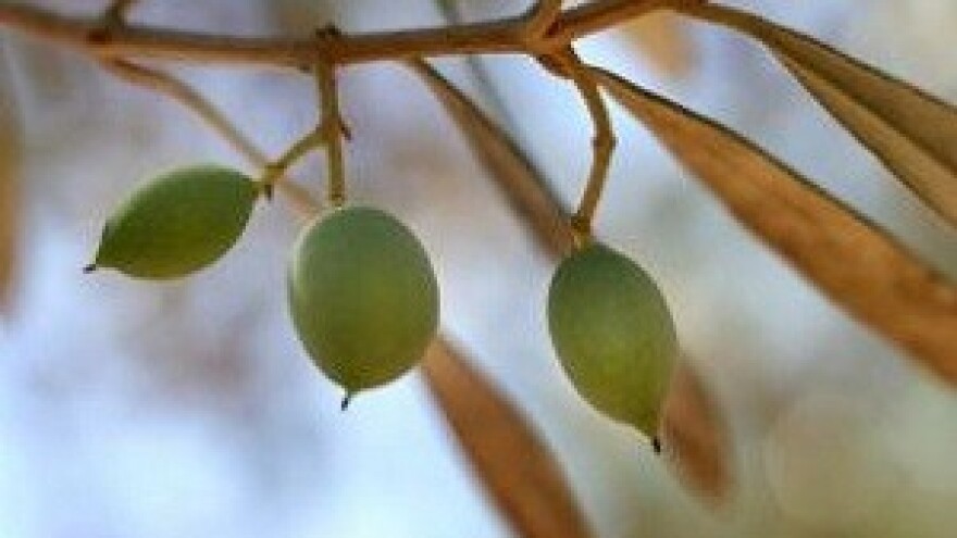 Ulje tisućljetnih maslina