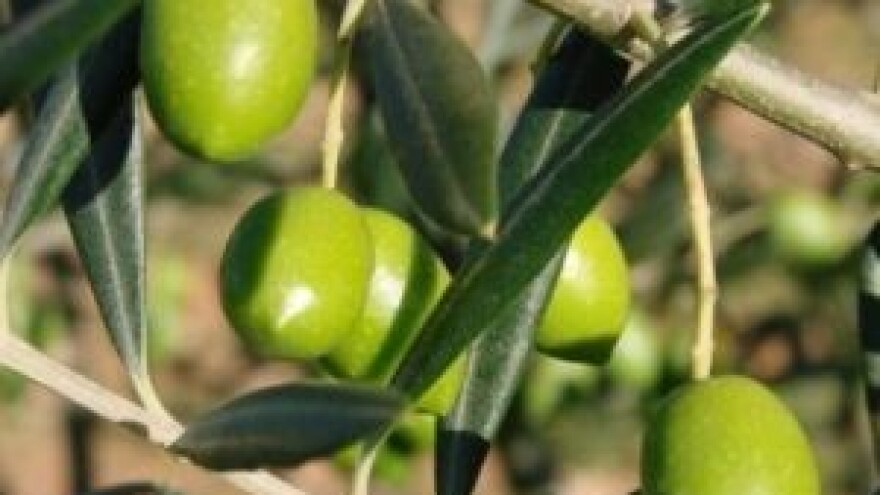 Zaštita maslina od zaraza