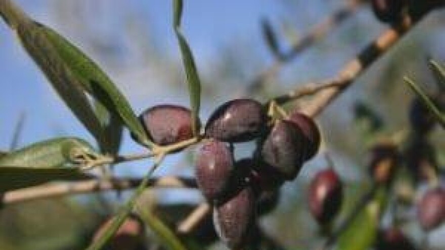 Noćnjak 2014. u Zadru