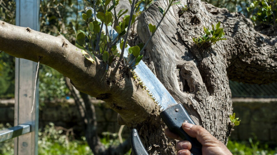 Pojačana je aktivnost potkornjaka u maslinicima