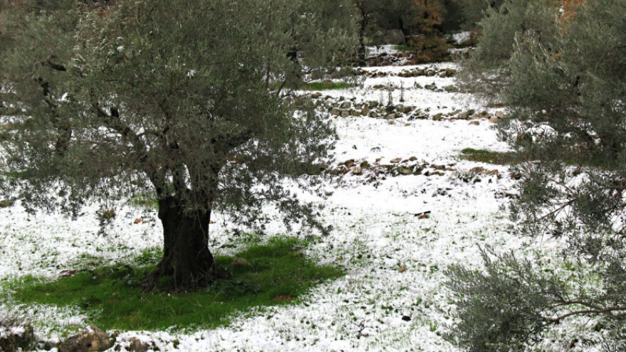 Ove sezone neće biti gužvi pred uljarama