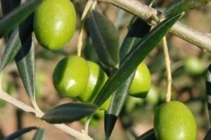 Maslinama prijeti opasnost od paunovog oka