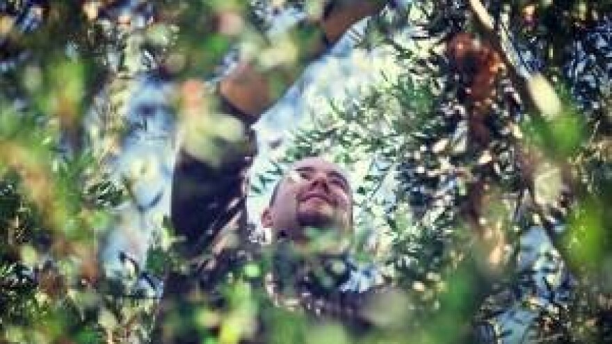 Maslinarima isplaćeno 4,6 milijuna kuna potpora