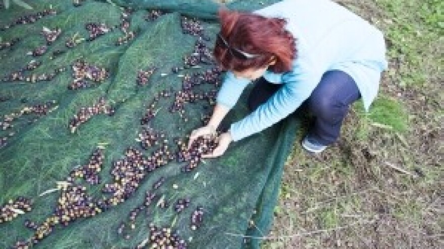 Mutno tržište djevičanskog maslinovog ulja