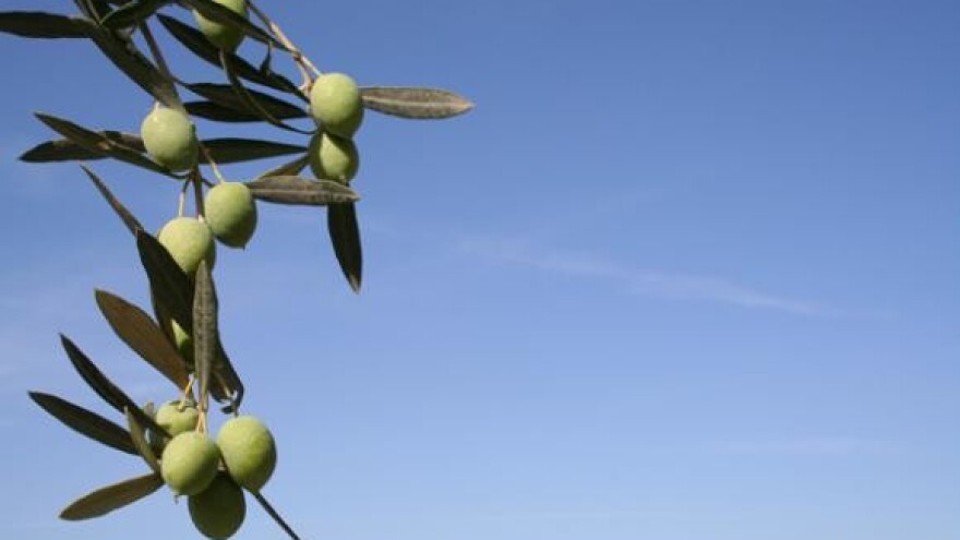 Maslinovo ulje iz Vela Luke