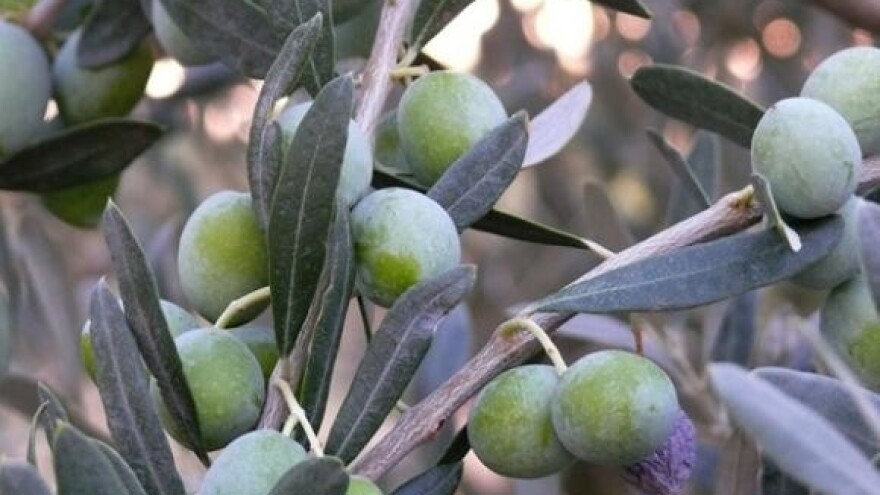 Maslinari nespremni za EU