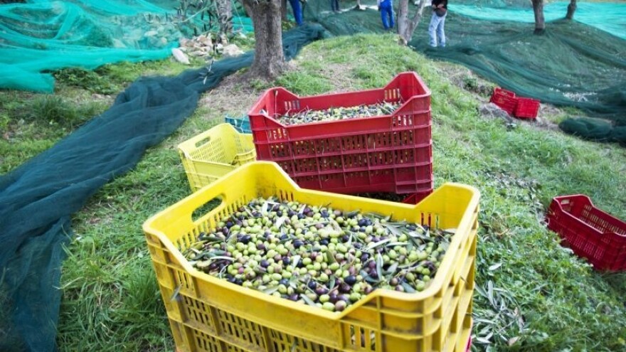 Gubici se u maslinama broje!