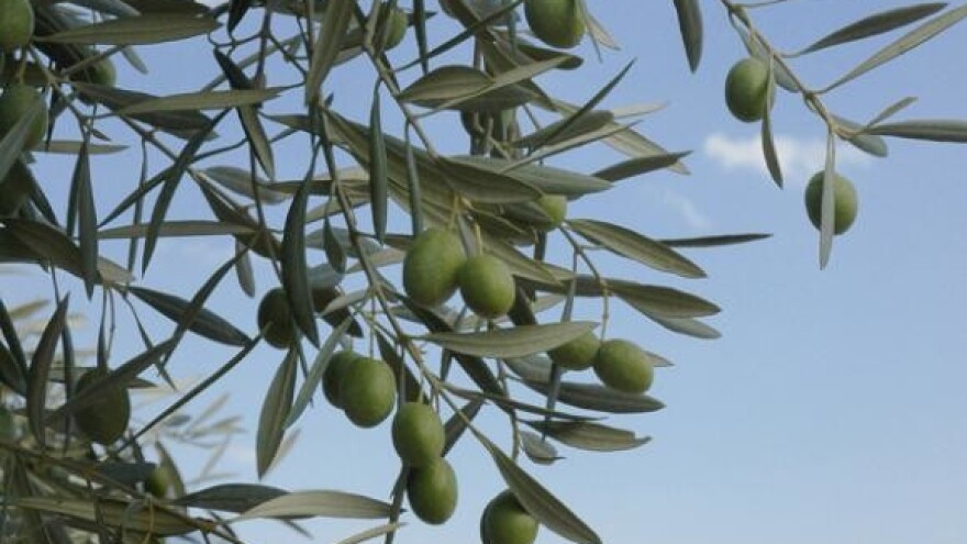 Zlarinski maslinari žele izgraditi uljaru