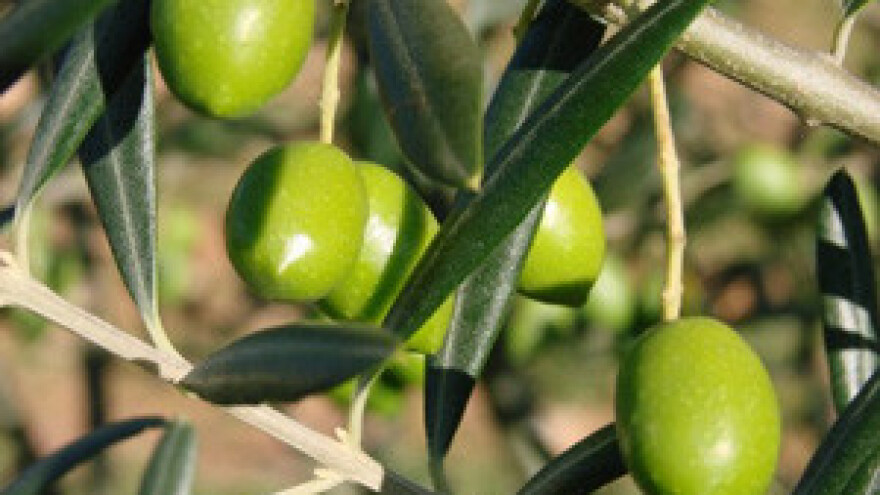 Djevičansko ulje Lintar