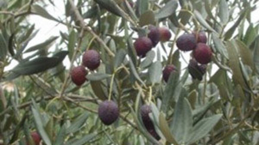 U zadnji čas spašeno 8000 maslina