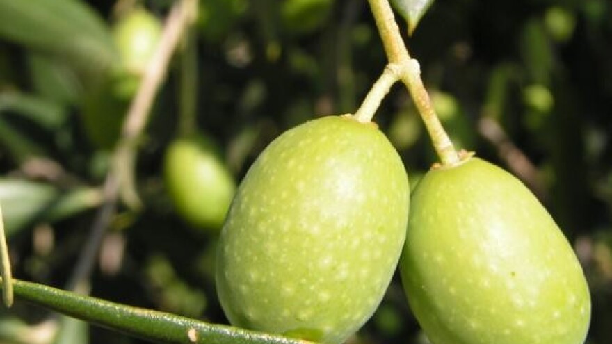 Maslinarska fešta na Krku