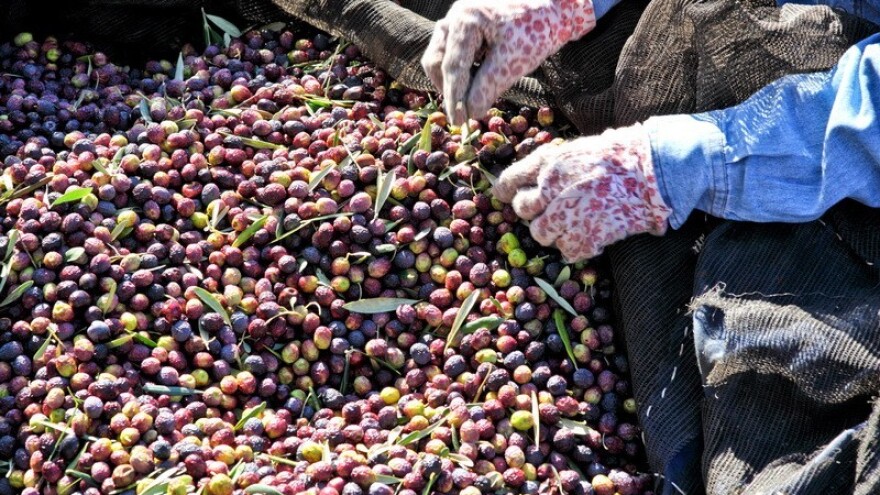 Kako poboljšati kvalitetu maslinovog ulja?