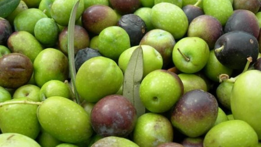 Usavršavanje maslinara Hrvatske i Italije u Rovinju