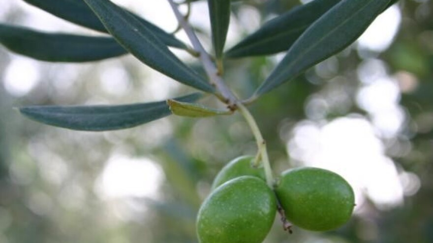 Zaštita stoljetnih maslina i krajobraza