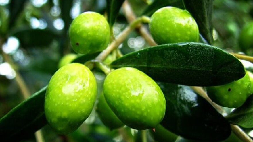 Manji urod, ali ulje će biti vrhunsko