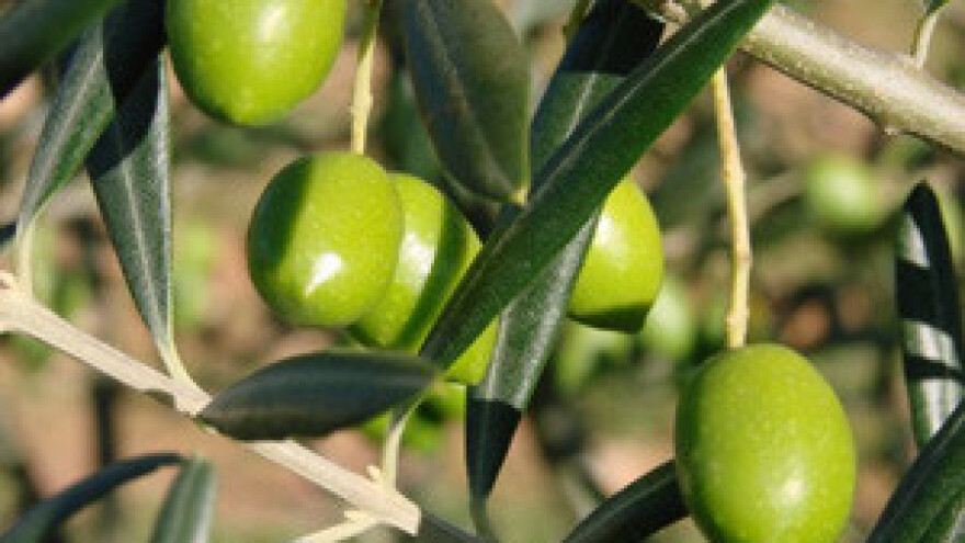 Kiša spasila, masline nikad zdravije