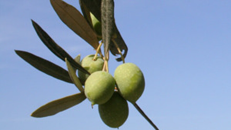 Selektivnom berbom do vrhunske kakvoće