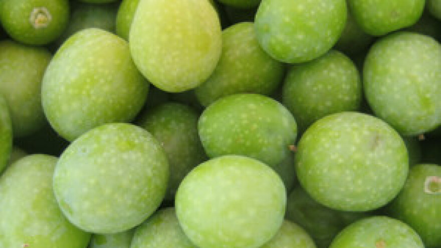 Masline branitelja daju "zlatno" ulje