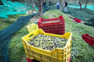 Za preradu maslina 1,1 milijun kuna iz IPARD-a