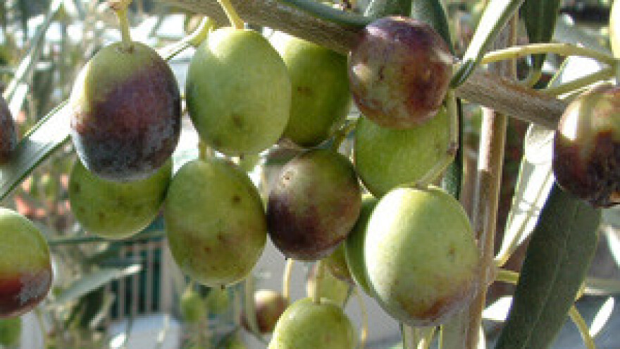 I maslinari iznenađeni urodom