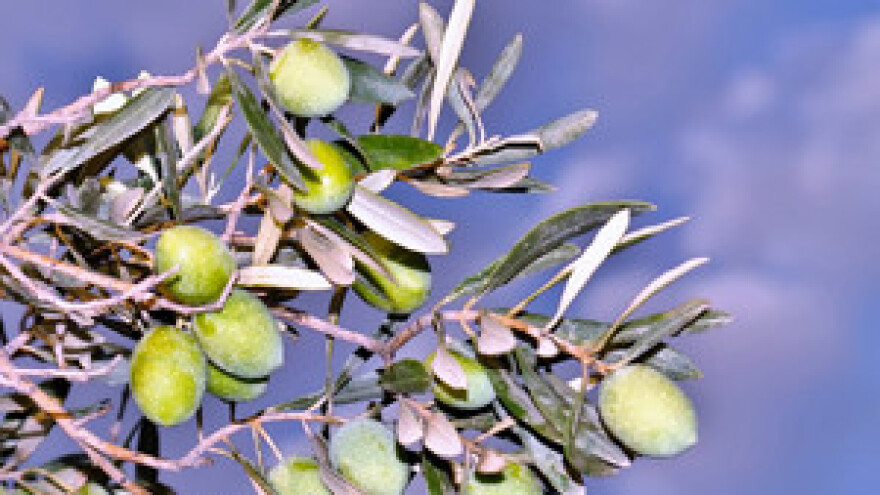 Berba maslina na Makarskoj rivijeri