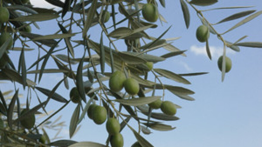 Smjernice maslinarstva u dolini Neretve