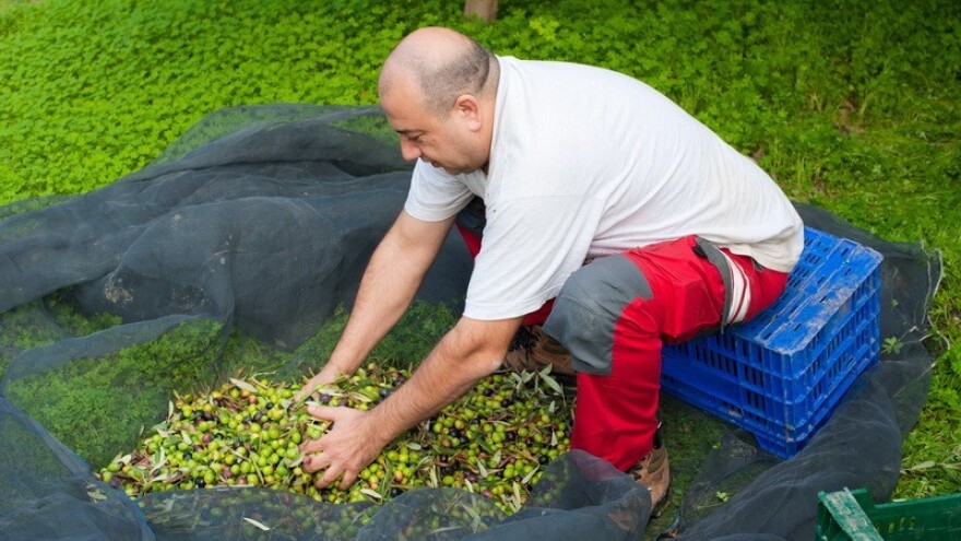 Paunovo oko glavni uzročnik opadanja lišća!