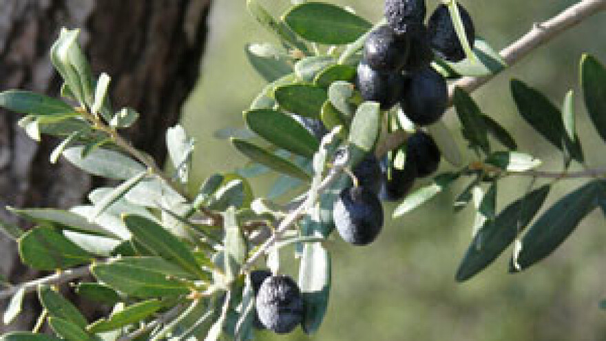 Maslinafest - natjecanje maslinara