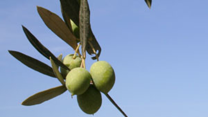 Novi pravilnik za maslinare neprihvatljiv