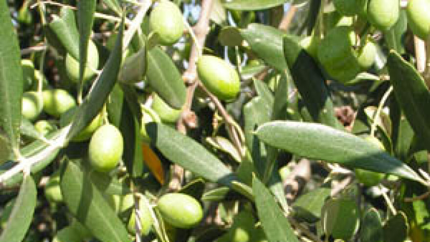 Održana radionica o ekološkom maslinarstvu