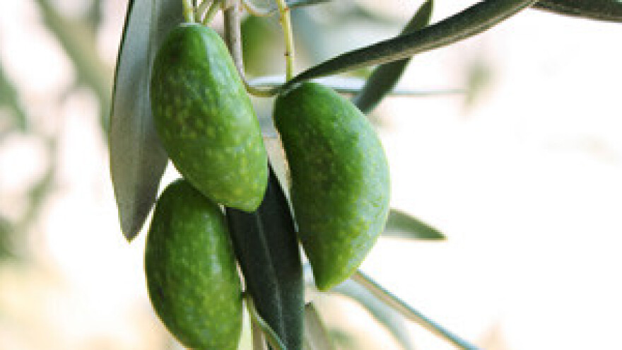 Maslinari Sredozemlja u Splitu