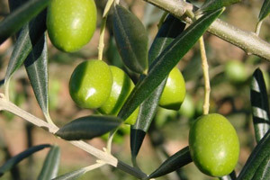 Umag land - sajam agroproizvoda
