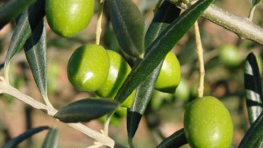 Umag land - sajam agroproizvoda