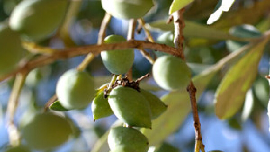 Vrhunska maslinova ulja
