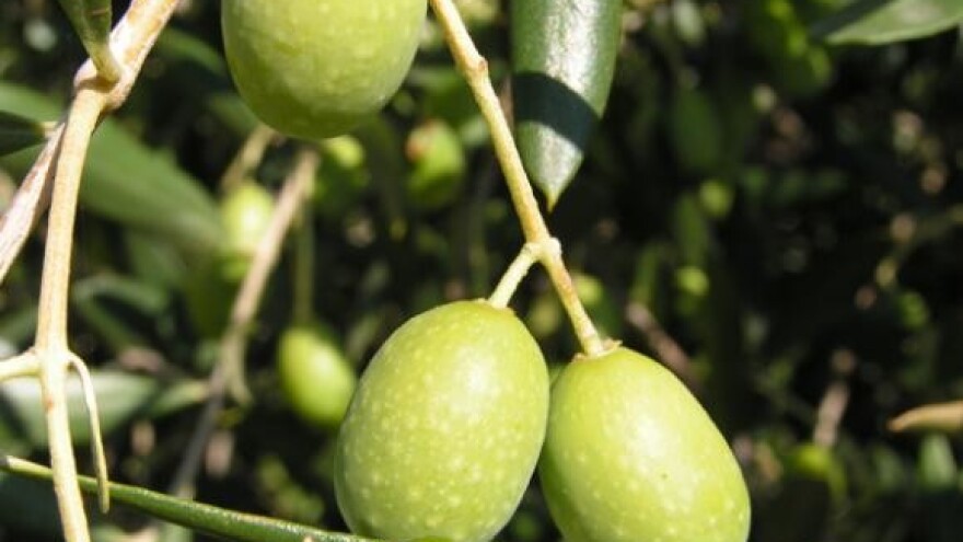 Masline će brati i 50.000 turista