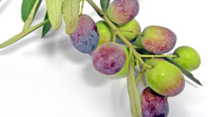 Održan Međunarodni stručni skup o ekološkom maslinarstvu i uljarstvu