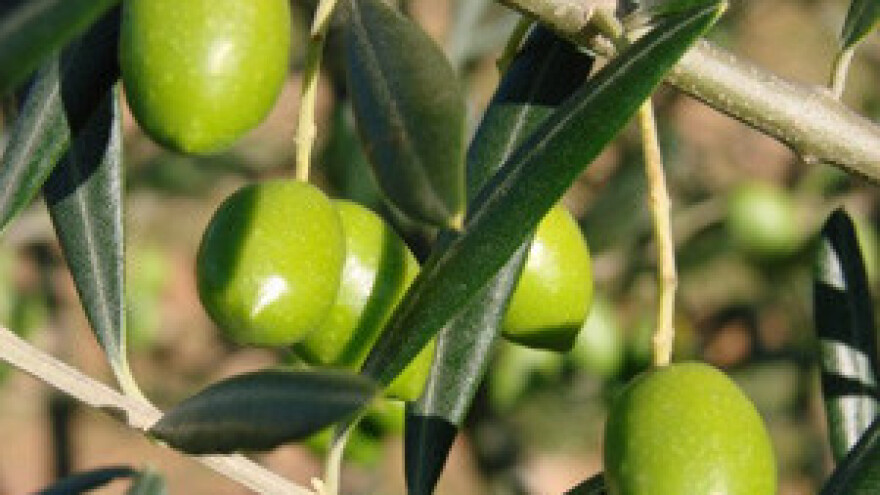 Nedovoljna potrošnja maslinova ulja