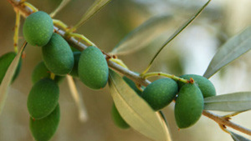 Hrvatska kaska i u maslinarstvu