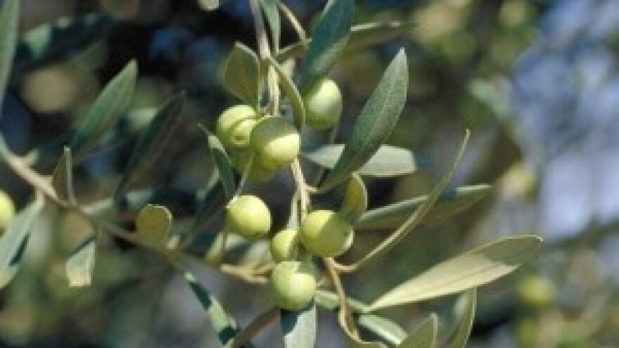 AZZRI-ju 300 tisuća kuna za sadnju maslina