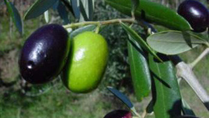 Urod maslina podbacio i do 90 posto