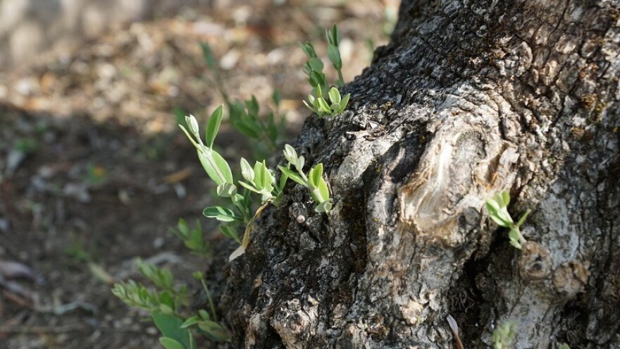 Očekuje nas veljača prevrtača s puno kiše