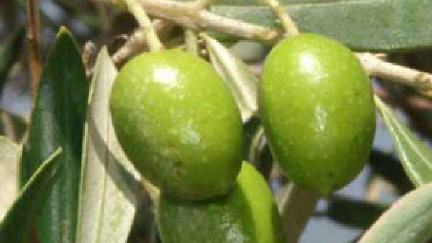 Vukadinović "Ni svrdlašima ni suši nisam dao da mi piju ulje!"